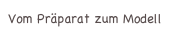 Vom Präparat zum Modell
